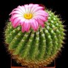 Parodia_herteri